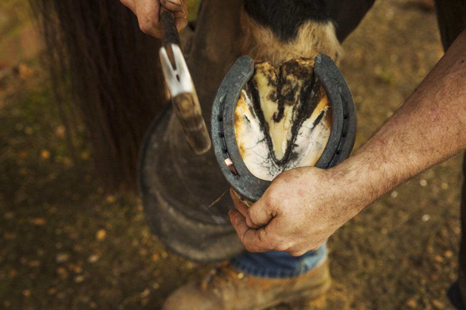 10 Things Your Farrier Wants You to Know About Seasonal Hoof Health