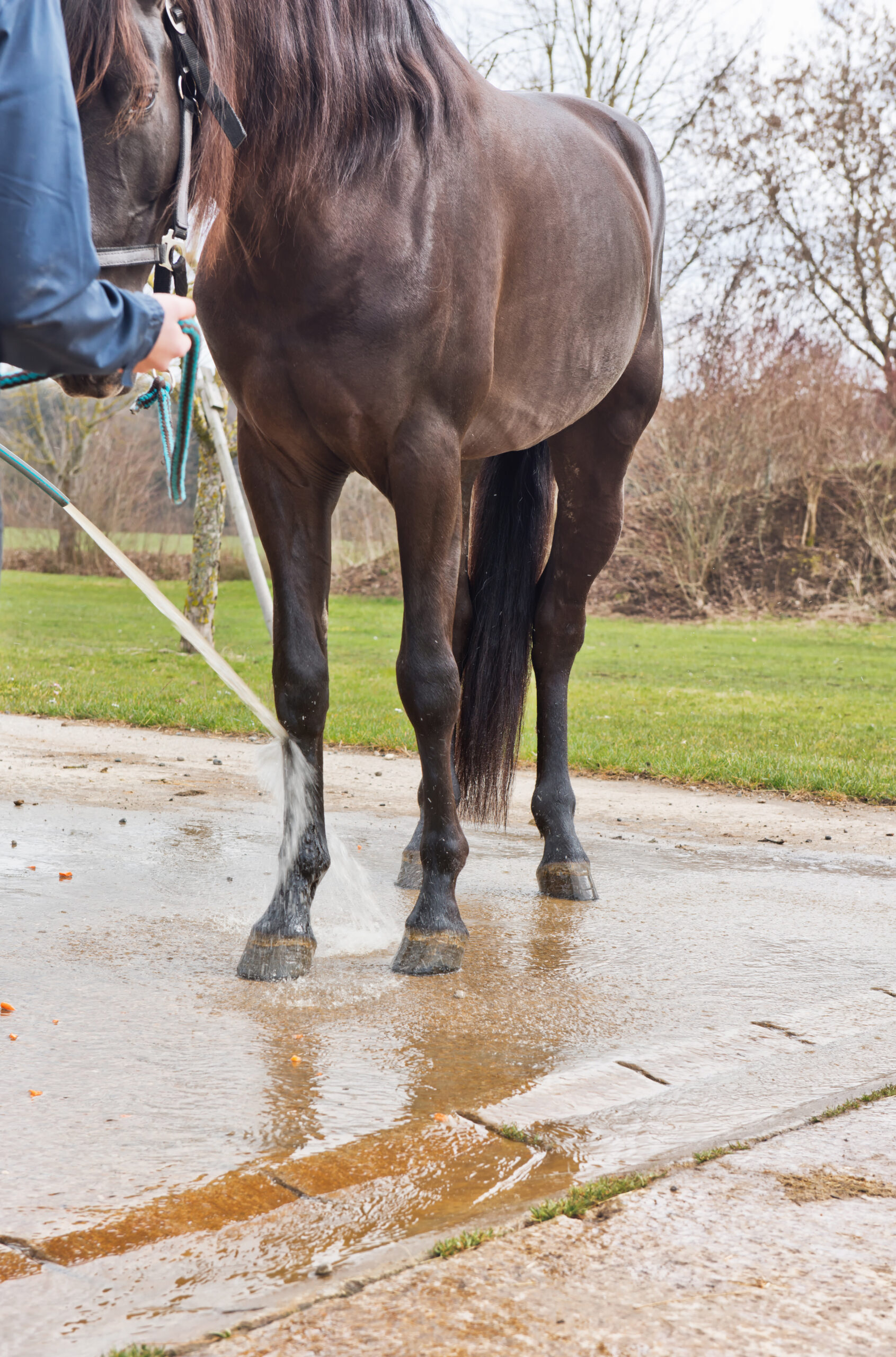 Can cold hosing hurt a horse’s legs? 