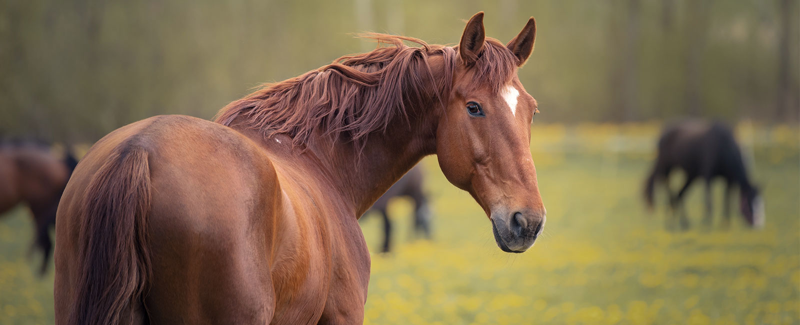 Equine Pituitary Pars Intermedia Dysfunction: PPID
