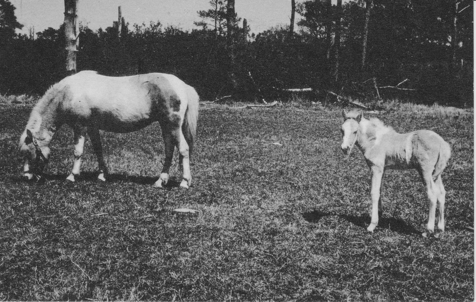 Chincoteague museum seeks help to buy Misty’s ranch