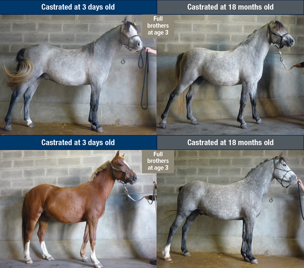 comparison of colts castrated early and at 2 years 