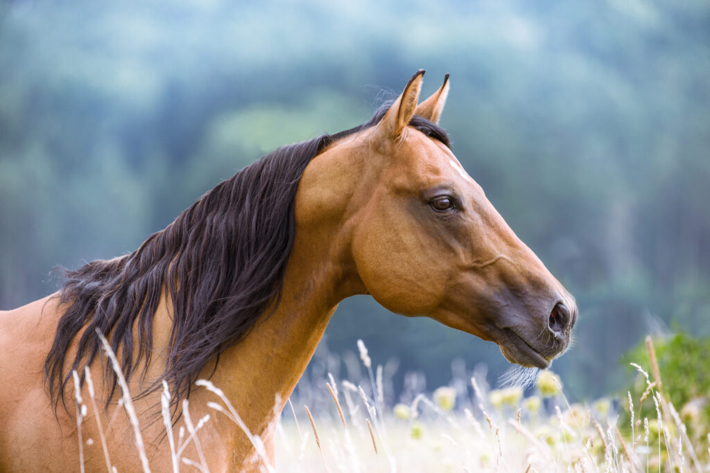 horses stop eating for many reasons